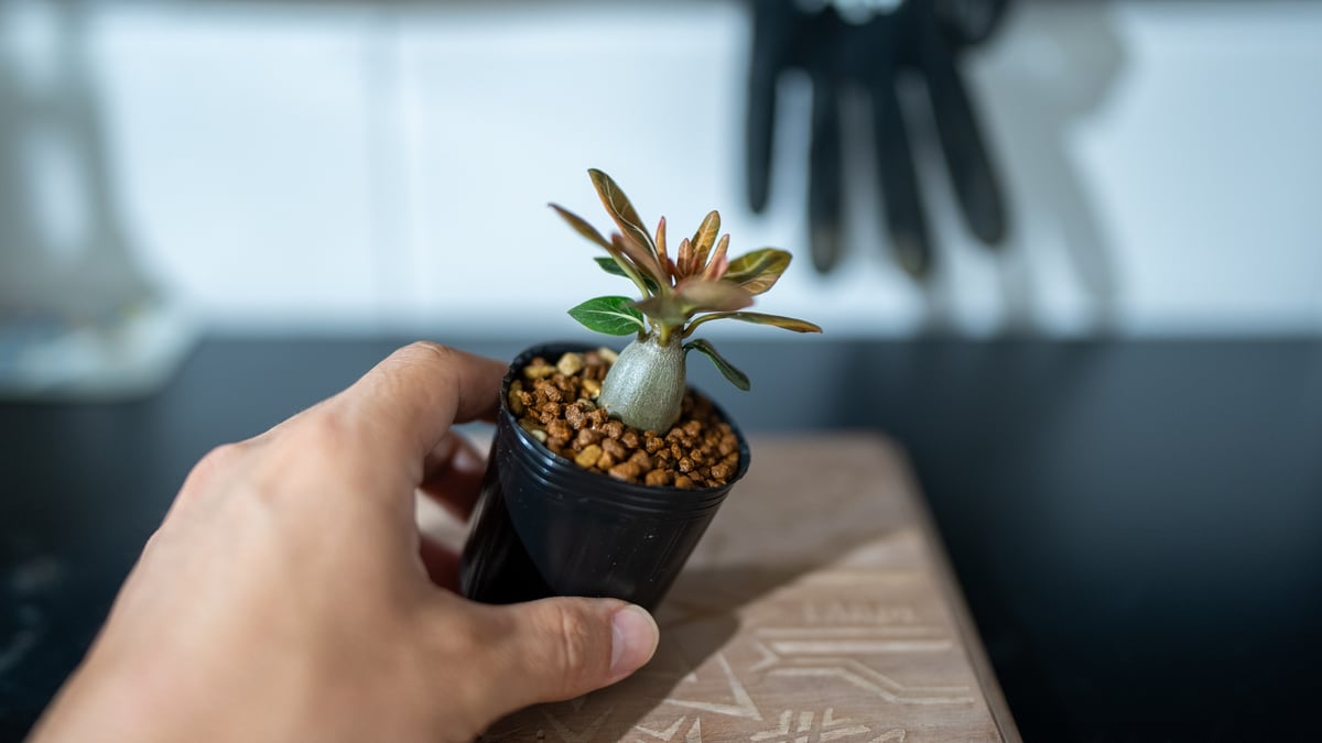 斑入アデニュウムソコトラナム原地種子実生株 アデニウム ソコトラナム 「Adenium socotranum 」41E-1 | SHOU