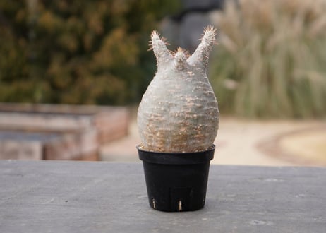 CATEGORY パキポディウム | mana's farm:塊根植物・アガベ・ドライ