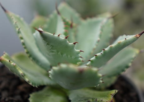 Agave potatorum×Isthmensis No.1