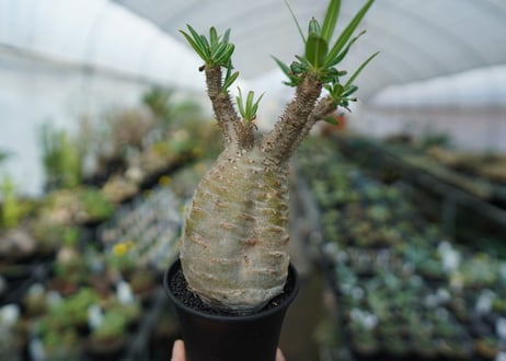 パキポディウム　グラキリス　Pachypodium  Gracilius No.5