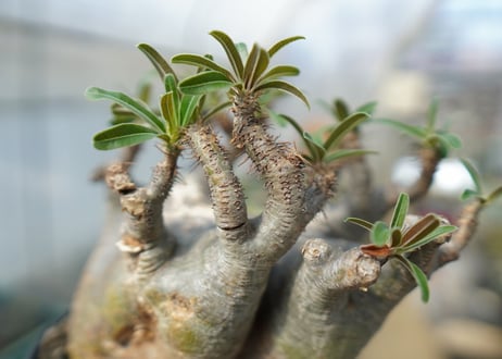パキポディウム　グラキリス　 Pachypodium Gracilius　No.2