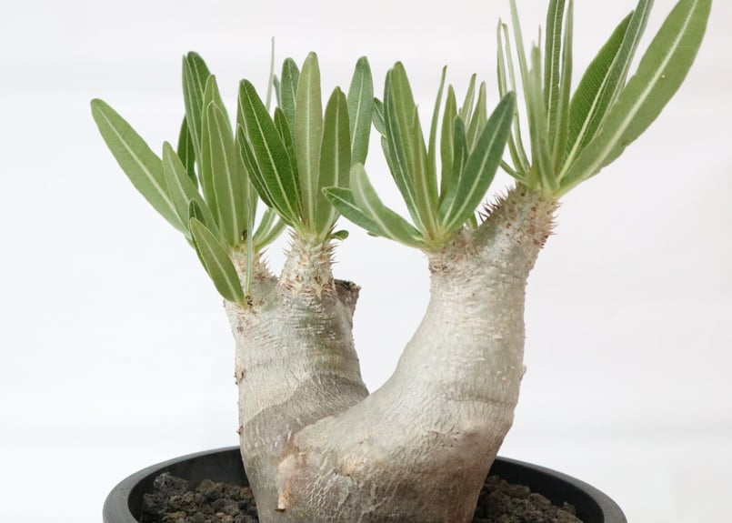 パキポディウム イノピナツム | mana's farm:塊根植物・アガベ・ドライ