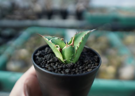アガベ　チタノタ　白鯨　Agave titanota White whale　A19