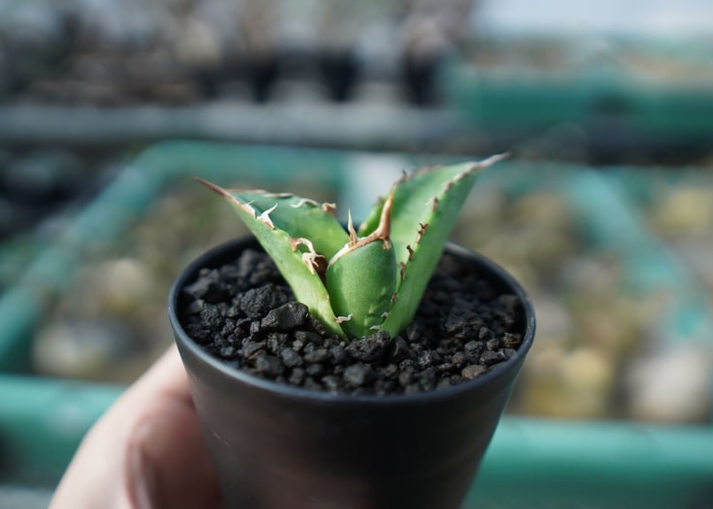 アガベ チタノタ 白鯨 Agave titanota White whale A19 | ma