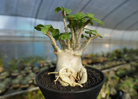 アデニウム　Adenium　No.2