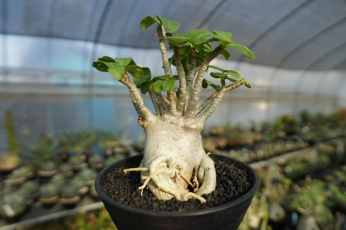 アデニウム　特大　送料込み　塊根植物 fit=scale-down,w=1200