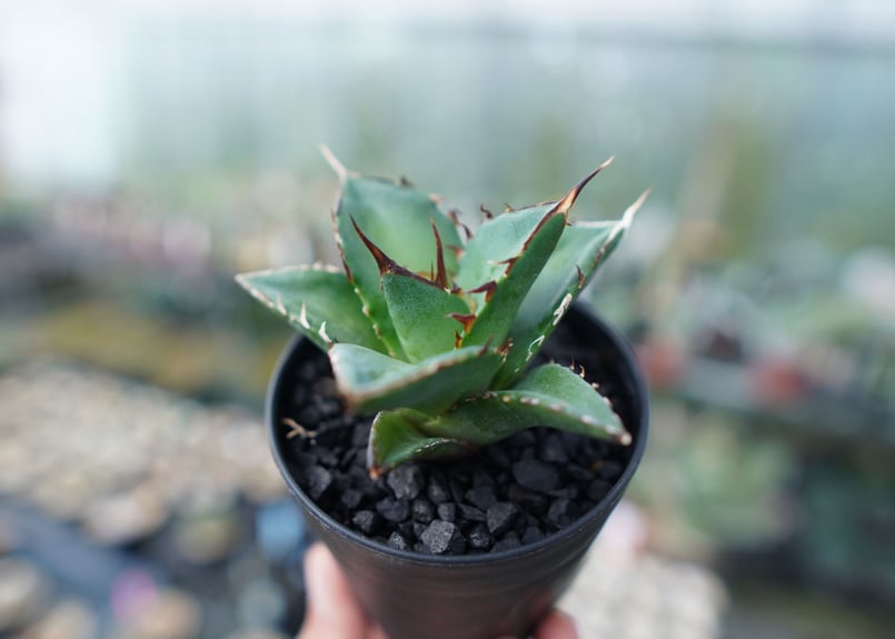 アガベ チタノタ ハデス Agave titanota Hades | mana's farm