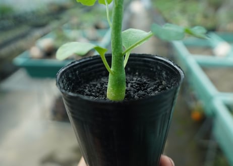 アデニア　グラウカ　Adenia glauca  No.3