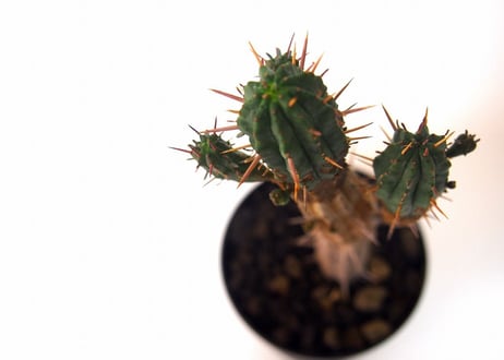 ユーフォルビア 紅キリン　Euphorbia aggregata