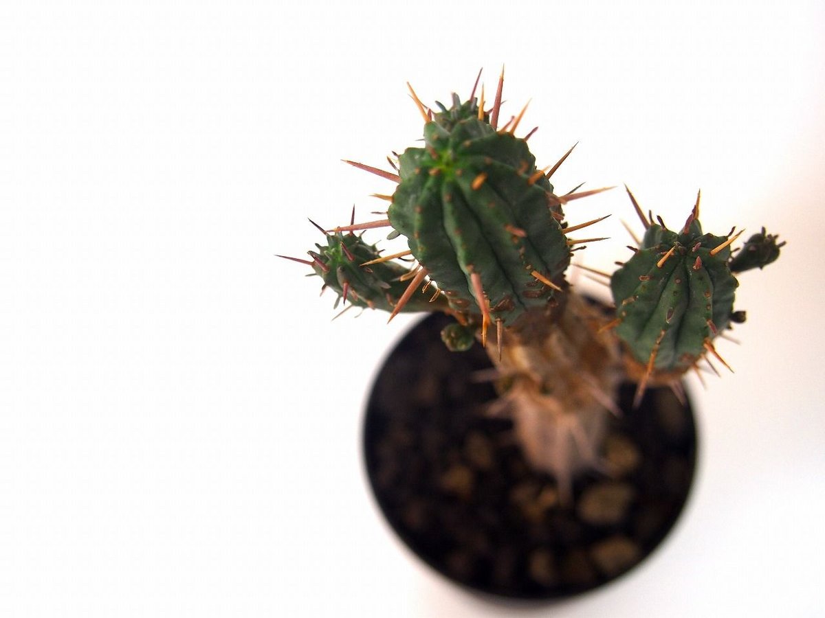 ユーフォルビア 紅キリン Euphorbia aggregata | mana's farm: ユーフォルビア 紅キリン Euphorbia aggregata | mana's farm: