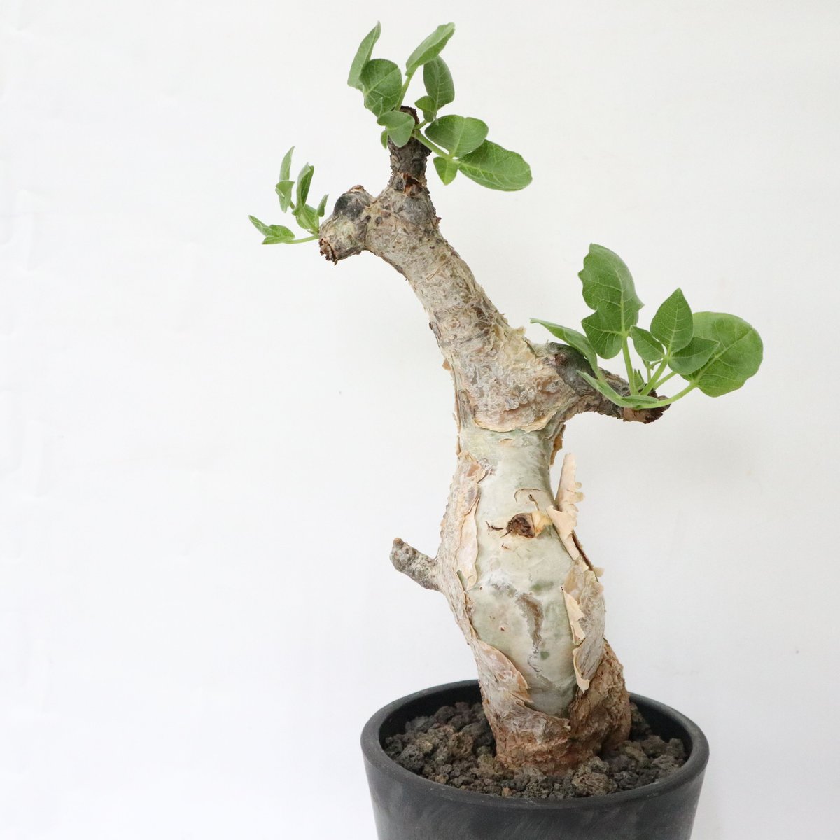 現地株　コミフォラ　グイドッティ　存在感　抜群　大型　美株　塊根植物　休眠中 現地株 コミフォラ グイドッティ 存在感 抜群 大型 美株 塊根