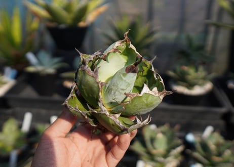 agave　titanota　ブラックアンドブルー　No.13