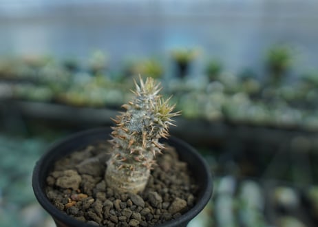 パキポディウム　伊藤ハイブリッド　Pachypodium 'Itoh Hybrid'  No.1