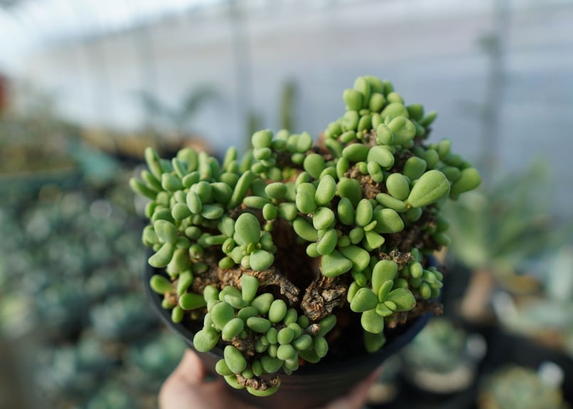 CerariaPygmaea ケラリア ピグマエア ケラリア・ピグマエア - 多肉植物のお店 彩香 公式サイト