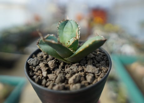 【オンライン限定】アガベ　チタノタ　FO-76　agave titanota  FO-76　No.1