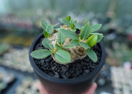 パキポディウム　恵比寿笑い　Pachypodium brevicaule