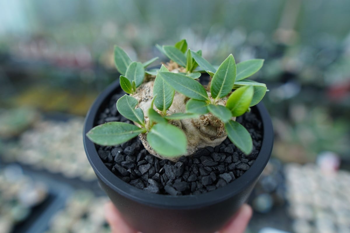 パキポディウム 恵比寿笑い Pachypodium brevicaule | mana's f