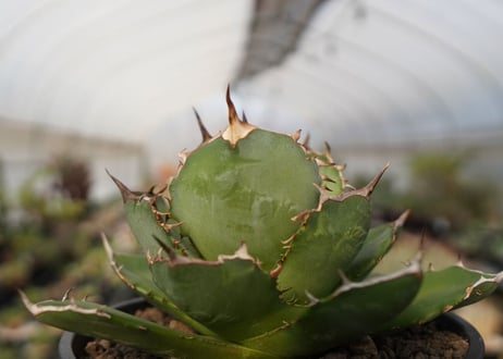 agave titanota　FO-76　NO.22