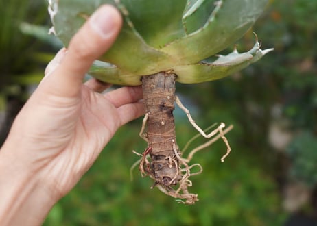 Agave titanota 白鯨 B NO.8