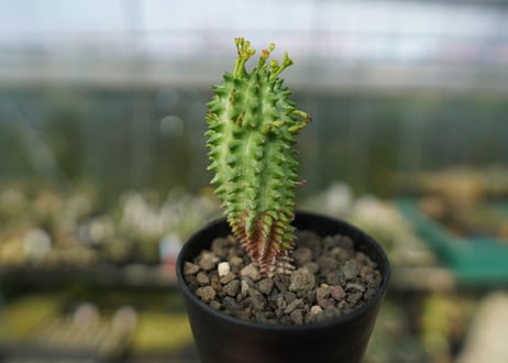 ユーフォルビア　スザンナエ　Euphorbia susannae