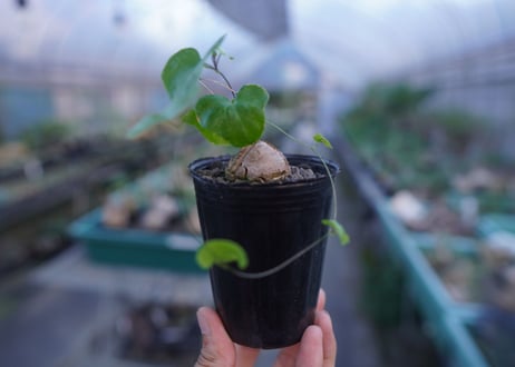 亀甲竜　Dioscorea elephantipes　No.9