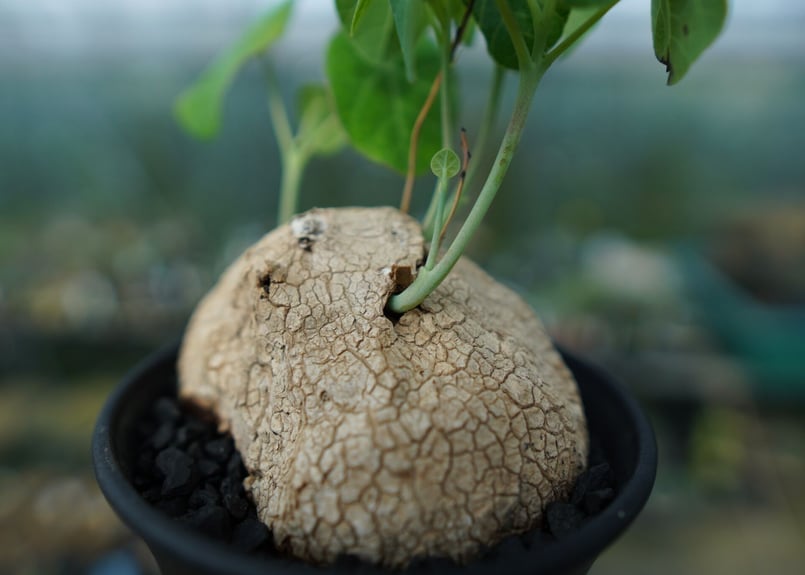 ステファニアエレクタ ステファニア・エレクタ（Stephania erecta）_250817C | MERAKI