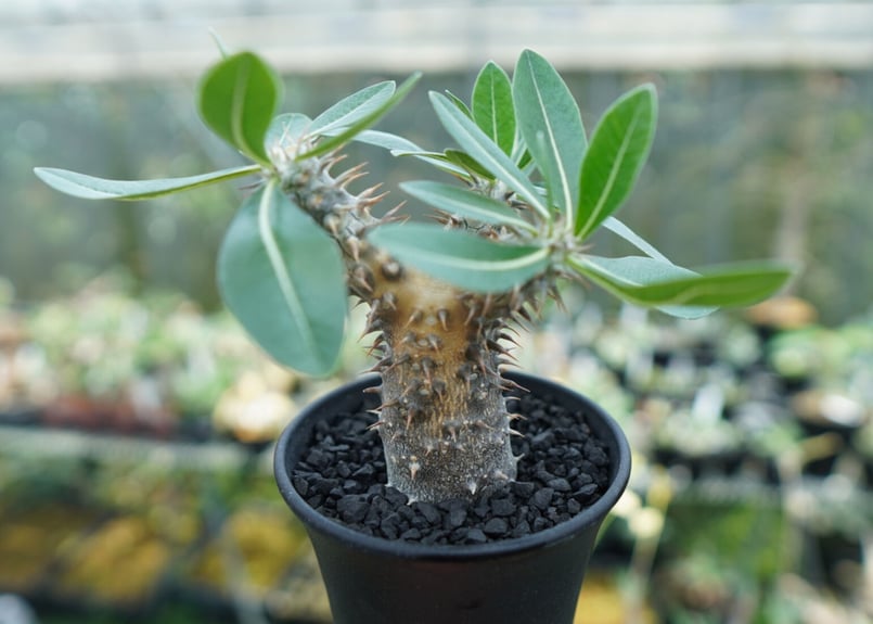 パキポディウム 伊藤ハイブリッド Pachypodium 'Itoh Hybrid' | ma