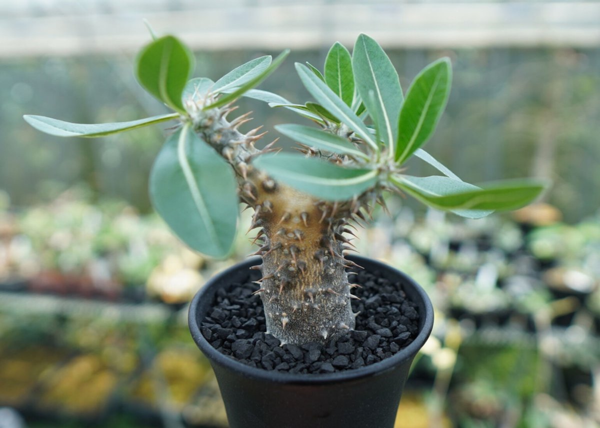 パキポディウム 伊藤ハイブリッド Pachypodium 'Itoh Hybrid' | ma