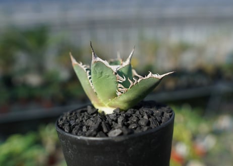 アガベ　チタノタ　FO-76　agave titanota FO-76 No.2