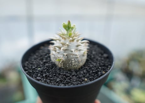 パキポディウム　恵比寿大黒　Pachypodium Densicaule　No.10