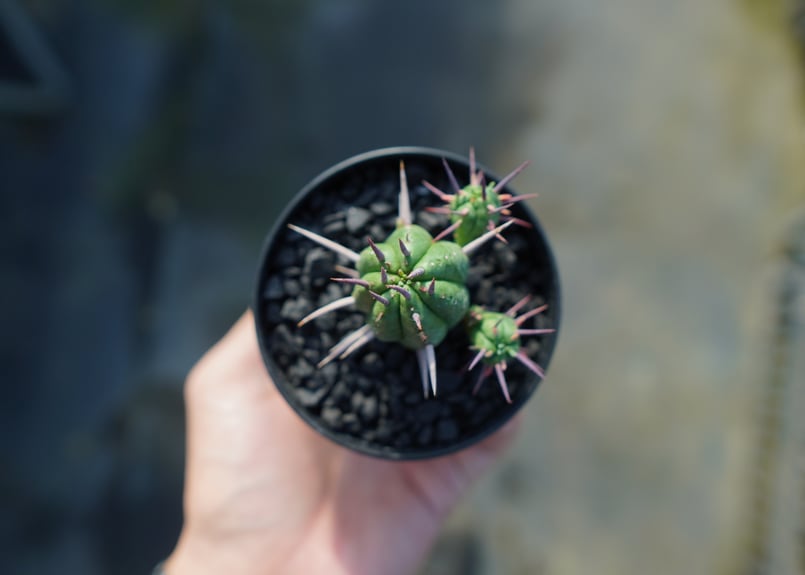 ユーフォルビア　フェロックス　大型株 楽天市場】観葉植物 多肉植物 ユーフォルビア フェロックス