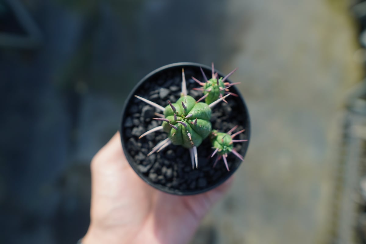ユーフォルビア　フェロックス　大型株 ユーフォルビア・フェロックスの基本情報・育て方｜多肉植物