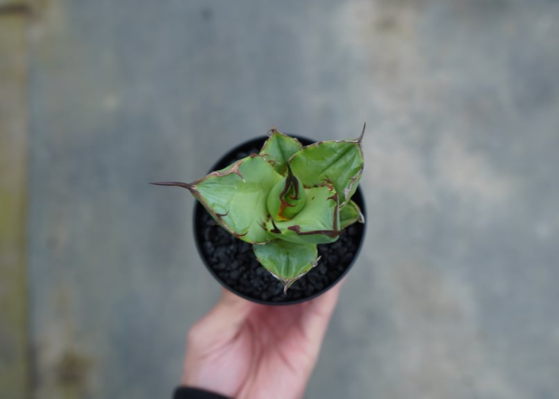 抜き苗】アガベ チタノタ FO-76 Agave titanota FO-76 | mana