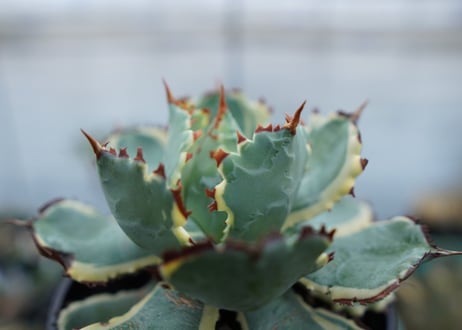 アガベ　兜蟹錦　連棘　Agave isthmensis “Kabutogani” variegata