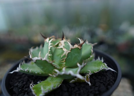アガベ　チタノタ　フィリグリー　agave titanota filigree　No.1