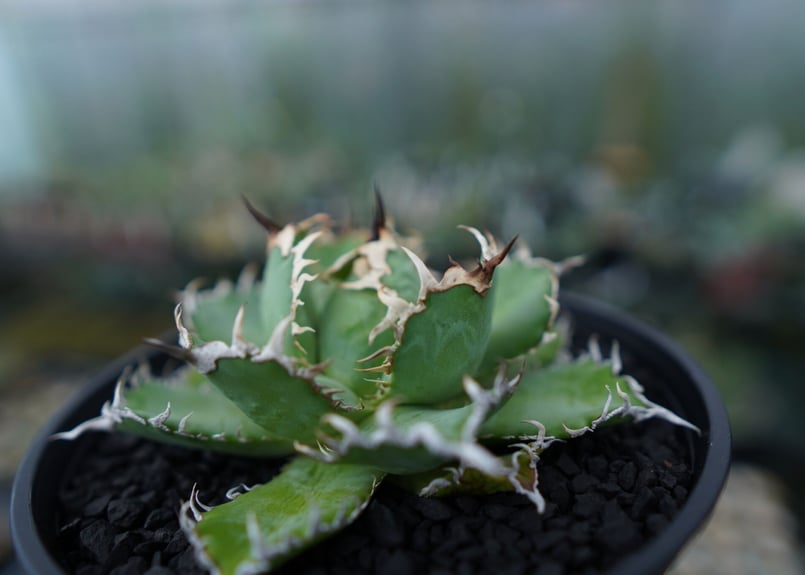 アガベ チタノタ フィリグリー agave titanota filigree No.1 |