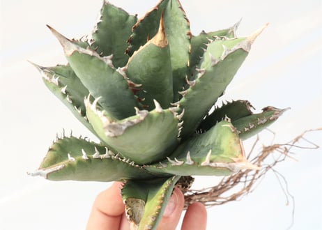 Agave titanota FO-76 compacta dwarf  no.5