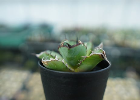 アガベ　チタノタ　黒鯨　Agave titanota black whales　No.6