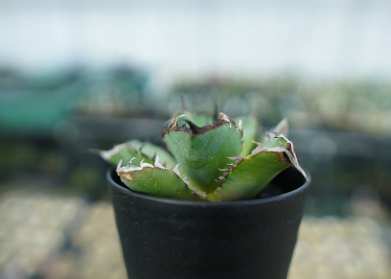 アガベ チタノタ 黒鯨 Agave titanota black whales No.6 |