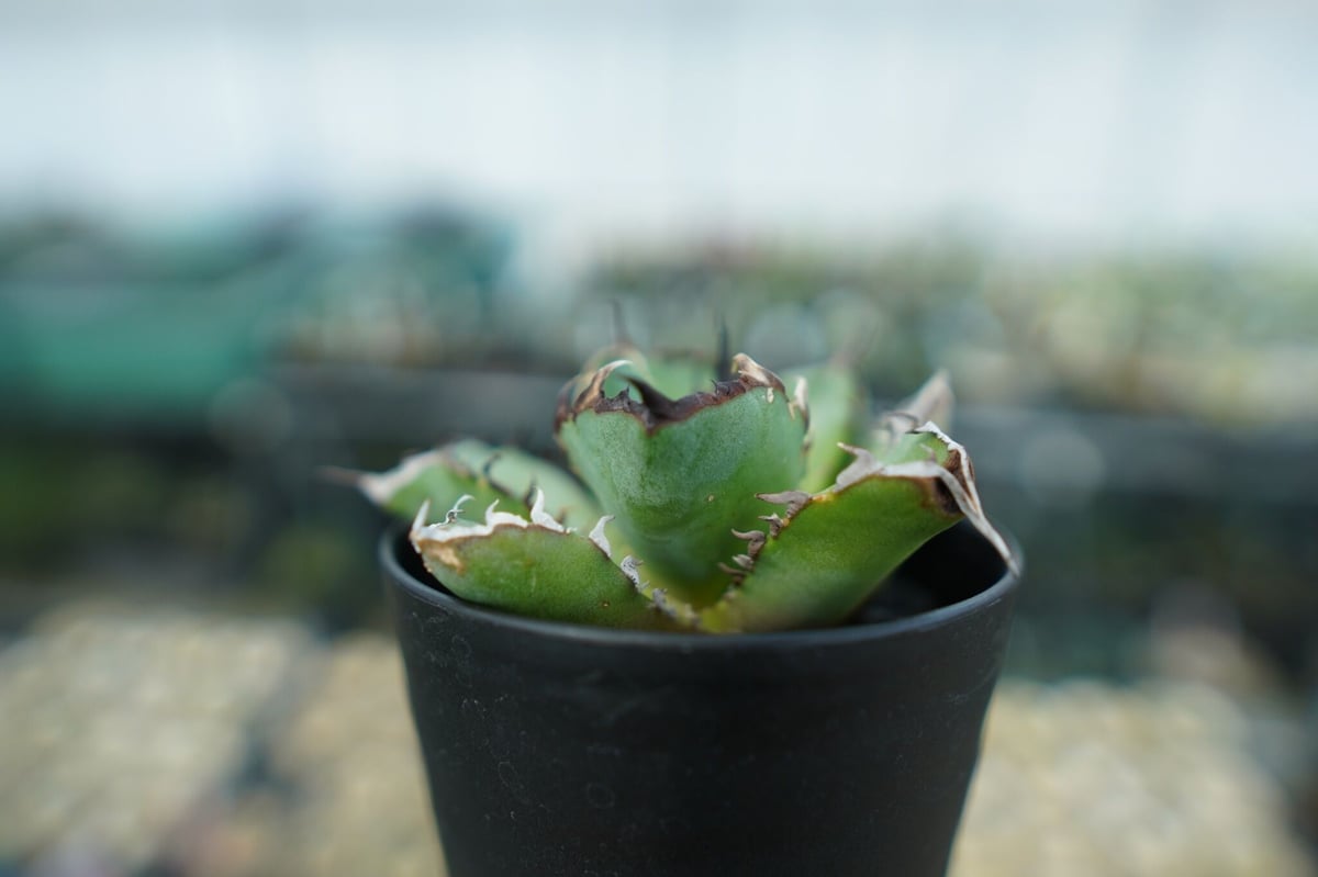 アガベ チタノタ 黒鯨 Agave titanota black whales No.6 |