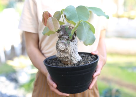 ボンバックス　エリプティクム