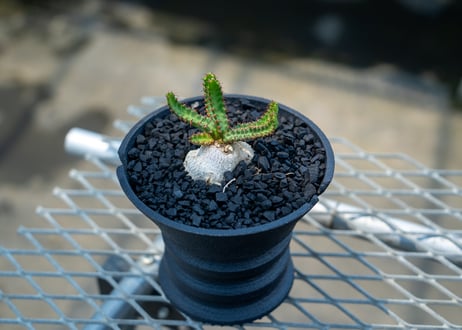 ユーフォルビア　飛竜　Euphorbia stellata