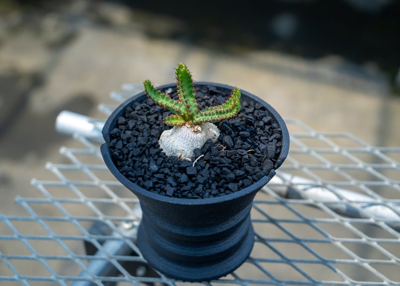 ストラーザ　ユーバ　FR ユーフォルビア 飛竜 Euphorbia stellata | mana's farm:塊根植