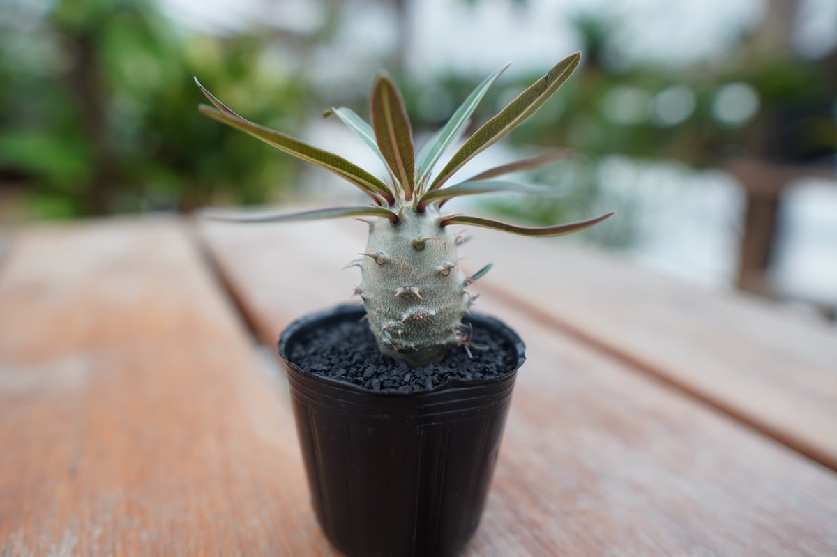 パキポディウム グラキリス 沖縄実生株 | mana's farm:塊根植物