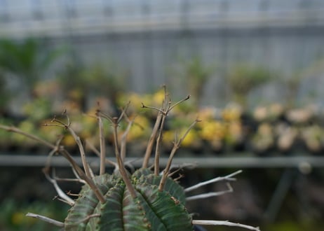 ユーフォルビア　スーパーバリダ　Euphorbia super valida  No.2