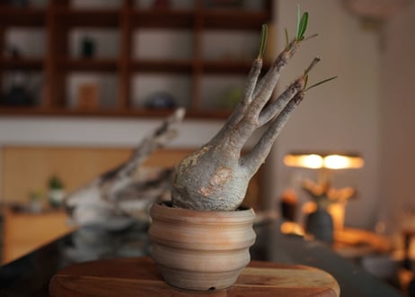 パキポディウム　グラキリス　 Pachypodium Gracilius
