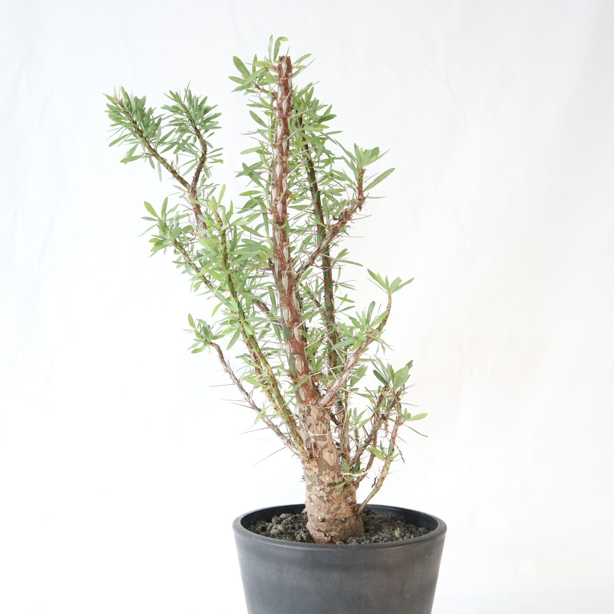 フォークイエリア プルプシー | mana's farm:塊根植物・アガベ・ドライ