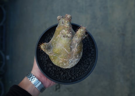 パキポディウム　マカイエンセ　Pachypodium makayense  No.6