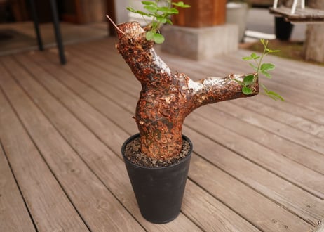コミフォラ オルビクラリス　commiphora orbicularis