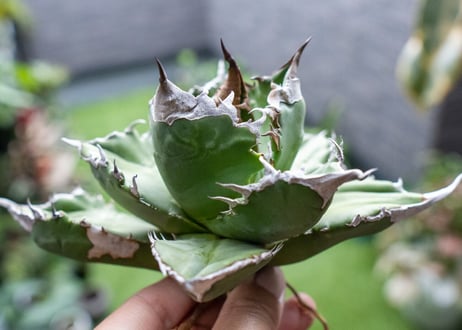 Agave White flame 白火焰 A NO.2